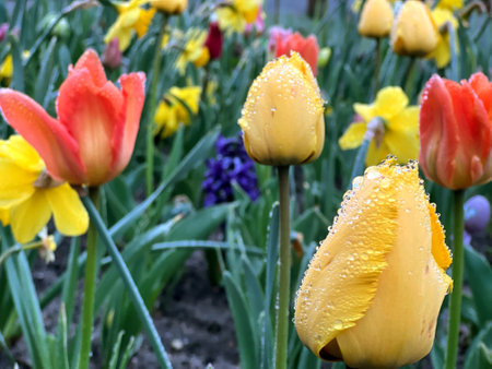 Close up of tulip flowers with water drops growing in the gardenの写真素材