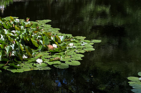 Tranquil view on a pond with green leaves of waterlily plant floating on waterの写真素材