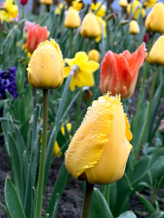 Close up of tulip flowers with water drops growing in the gardenの写真素材