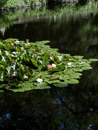 Tranquil view on a pond with green leaves of waterlily plant floating on waterの写真素材