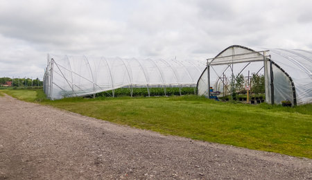Big greenhouses outdoors with many different fruit and berry plants, industrial food productionの写真素材