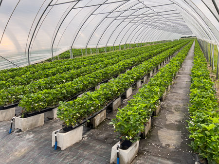 Many strawberry plants growing in a big greenhouse, industrial food productionの写真素材