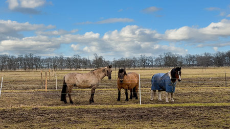 Three horses standing in a grassy field with a fence, one wearing a blue blanket, under a partly cloudy sky in a rural landscapeの写真素材