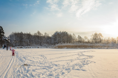 Winter Path in the Forest, Trees, Snow Day, Landscape, Cold, Walk in the Forestの写真素材