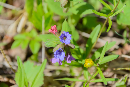 Spring flowers in the forestの写真素材