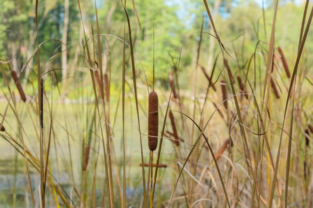 Reeds In The Swampの写真素材