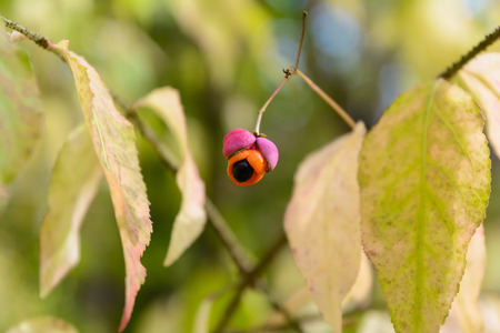 Forest berry