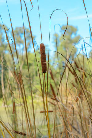 Reeds In The Swampの写真素材
