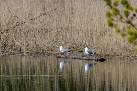 Seagulls on the shore of the pond in early springの写真素材