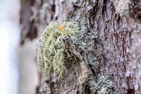 The appearance of moss on the trunks and branches of trees in the spring