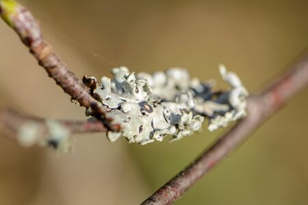 The appearance of moss on the trunks and branches of trees in the spring