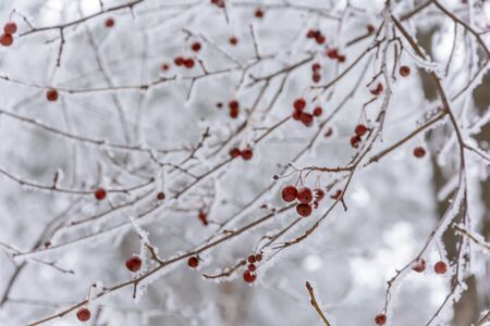 Frozen berries under a layer of frost, snow in cold winterの写真素材