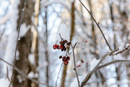Frozen berries under a layer of frost, snow in cold winterの写真素材