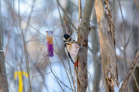 Woodpecker eats fat hung from a bush branch in cold winterの写真素材