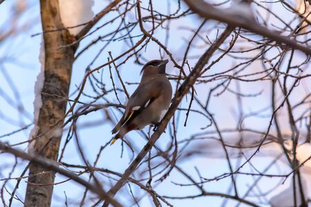 Whistler sits on a branch of a Bush in cold winter