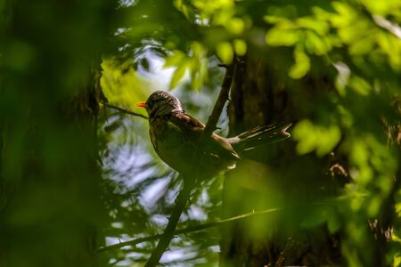 The fieldfare thrush sitting on a tree branchの写真素材