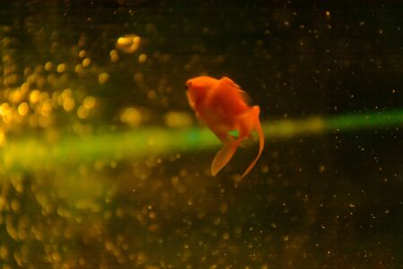 A small goldfish swims in a small aquariumの写真素材