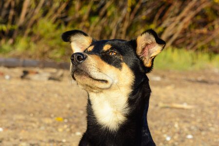 The dog basks under the warm rays of the autumn sun