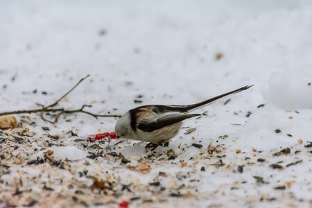 Tailed tit pecking seeds in the snow around the feedersの写真素材