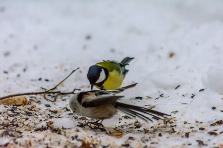 Tailed tit and titmouse pecking seeds in the snow around the feedersの写真素材