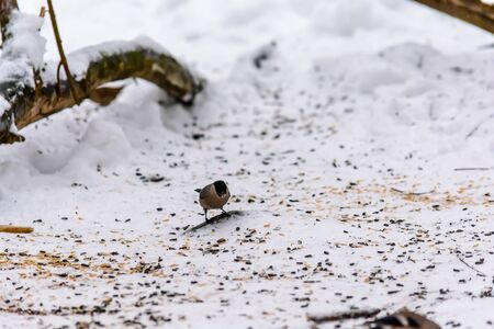 Bullfinch pecking seeds in the snow around the feedersの写真素材