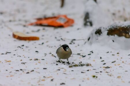 Bullfinch pecking seeds in the snow around the feedersの写真素材