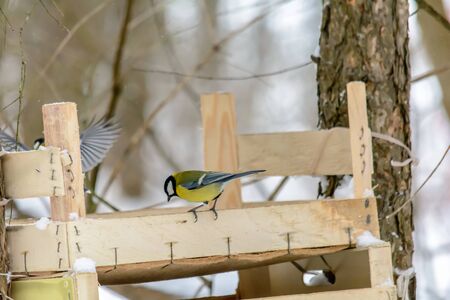 Titmouse pecks grain from the feeder in cold winterの写真素材