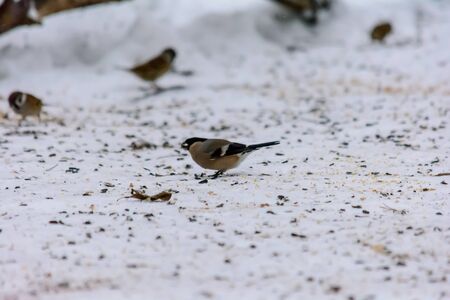 Bullfinch pecking seeds in the snow around the feedersの写真素材