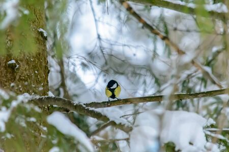 A titmouse sits on a tree branch in cold winterの写真素材