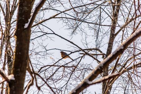 A Jay sits on a tree branch in cold winterの写真素材