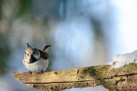A crested tit sits on a tree branch in cold winter