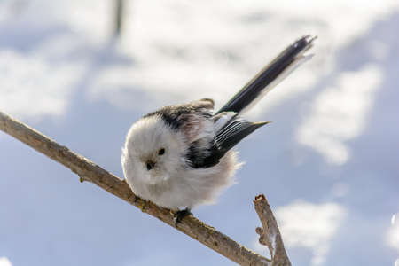 A titmouse sits on a tree branch in cold winterの写真素材