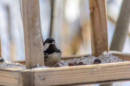 Tailed tit frolics in a snowdrift under the rays of the winter sunの写真素材
