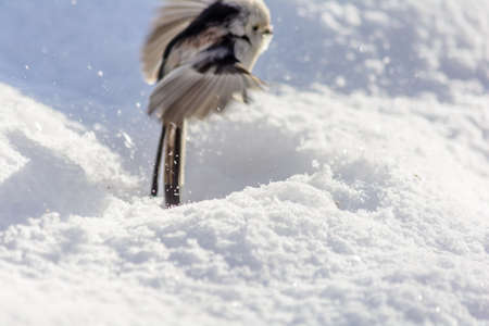 A titmouse sits on a tree branch in cold winterの写真素材