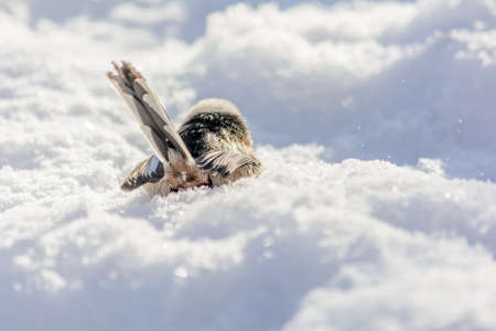 Tailed tit frolics in a snowdrift under the rays of the winter sunの写真素材