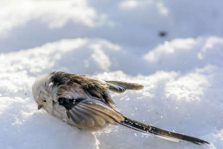 Tailed tit frolics in a snowdrift under the rays of the winter sunの写真素材