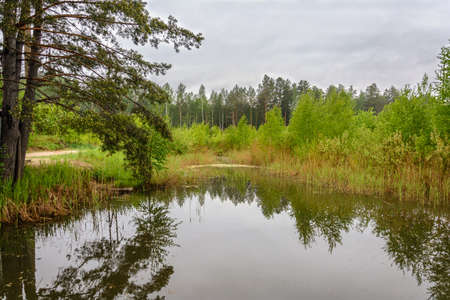 On the shore of a forest lake in late spring or early summerの写真素材