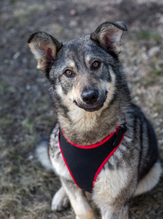 Portrait of a smiling gray dog in a red harness on the streetの写真素材