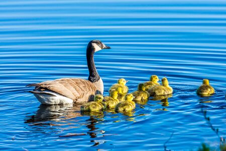Mother and baby Canadian geese in the blue water.