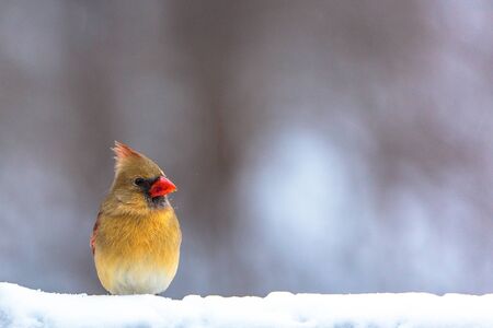 Female Cardinal perched in the Wisconsin Snowの写真素材