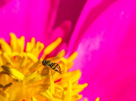 Hover fly on a peony flower in summertimeの写真素材