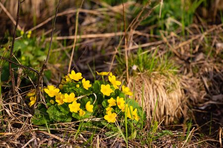Yellow Marsh Marigold (Caltha palustris L.) in the wetlands of a Wisconsin forest in springtime