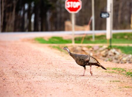 Eastern wild turkey (Meleagris gallopavo silvestris) walking across a gravel road in Wisconsin with a stop sign in the backgroundの写真素材