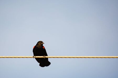 Male Red-winged Blackbird (Agelaius phoeniceus) perched on a power line in the springの写真素材