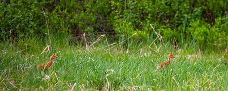 Pair of baby Sandhill Cranes (Grus canadensis) in May walking through wetlands in Wausau, Wisconsin, Panoramicの写真素材