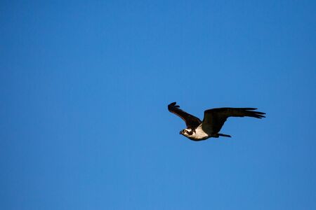 Osprey (Pandion haliaetus) flying in a blue sky in the springtime, horizontal