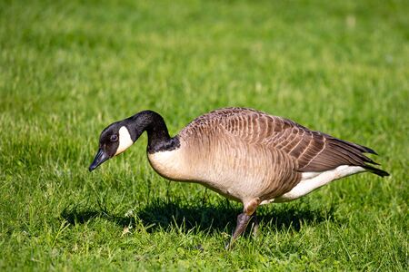 Adult canada goose (Branta canadensis) looking for food during the springtime in Wisconsin, horizontalの写真素材