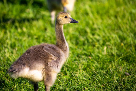 Canada goose (Branta canadensis) gosling walking in grass during the springtime, horizontalの写真素材