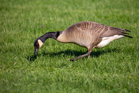 Adult canada goose (Branta canadensis) looking for food in the grass in Wisconsin, horizontalの写真素材