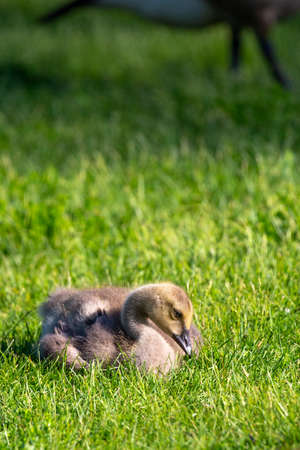 Canada goose (Branta canadensis) gosling laying in grass during the springtime, verticalの写真素材